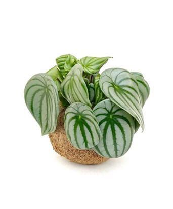 Peperomia Argyreia Watermelon